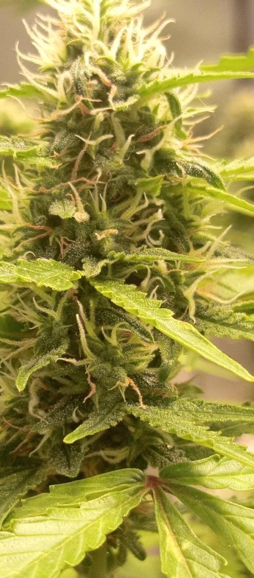 First Indoor Grow. Week 11 - Top of the colas under 100% Ralight LED panel are still actively growing.