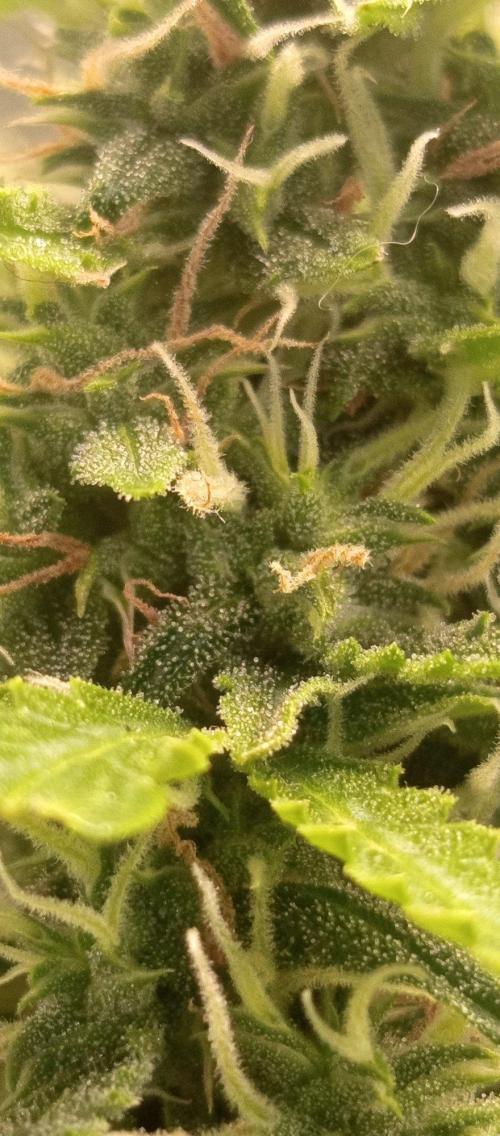First Indoor Grow. Week 11 - No nutrient burns or light stress, canopy stays perfectly healthy and green.