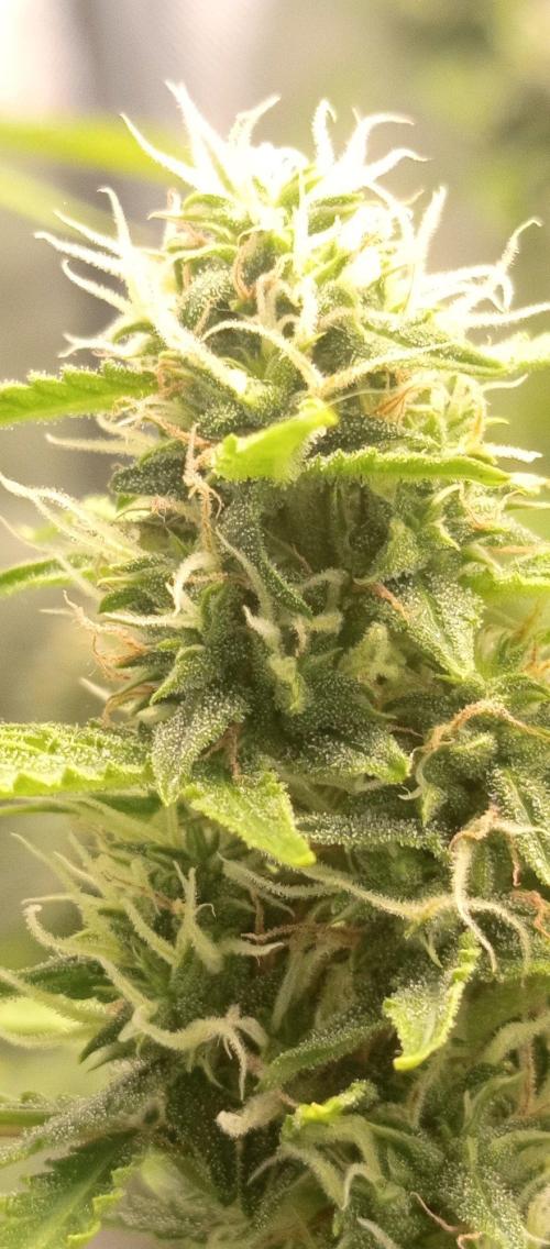 First Indoor Grow. Week 11 - The 3.5 cm thick towers are swelling up nicely day by day.