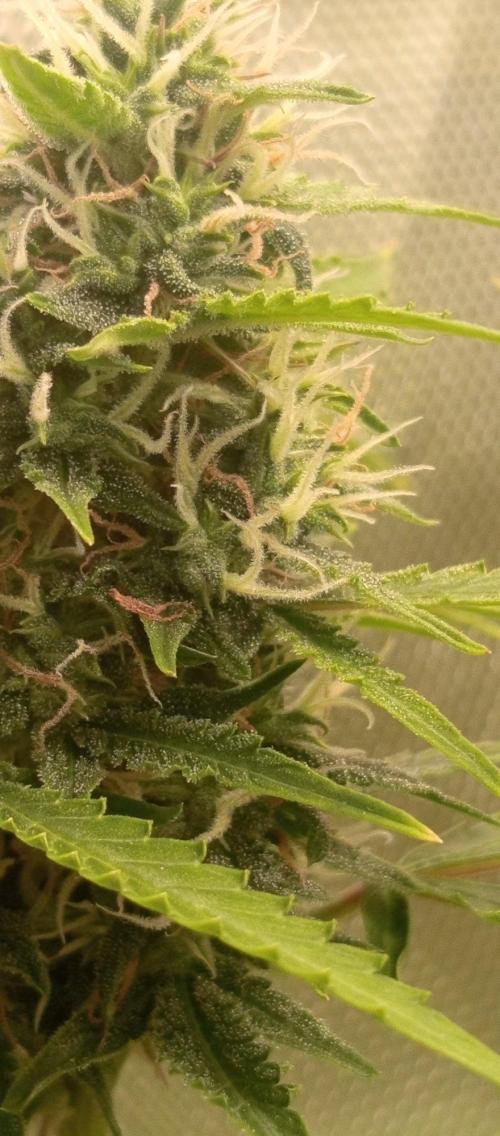 First Indoor Grow. Week 11 - Trichome forest everywhere, the smell is becoming intensely sweet and citrusy.