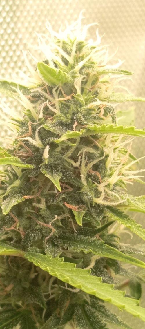 First Indoor Grow. Week 11 - Close up on the main bud structure, packing density with Advanced Nutrients.