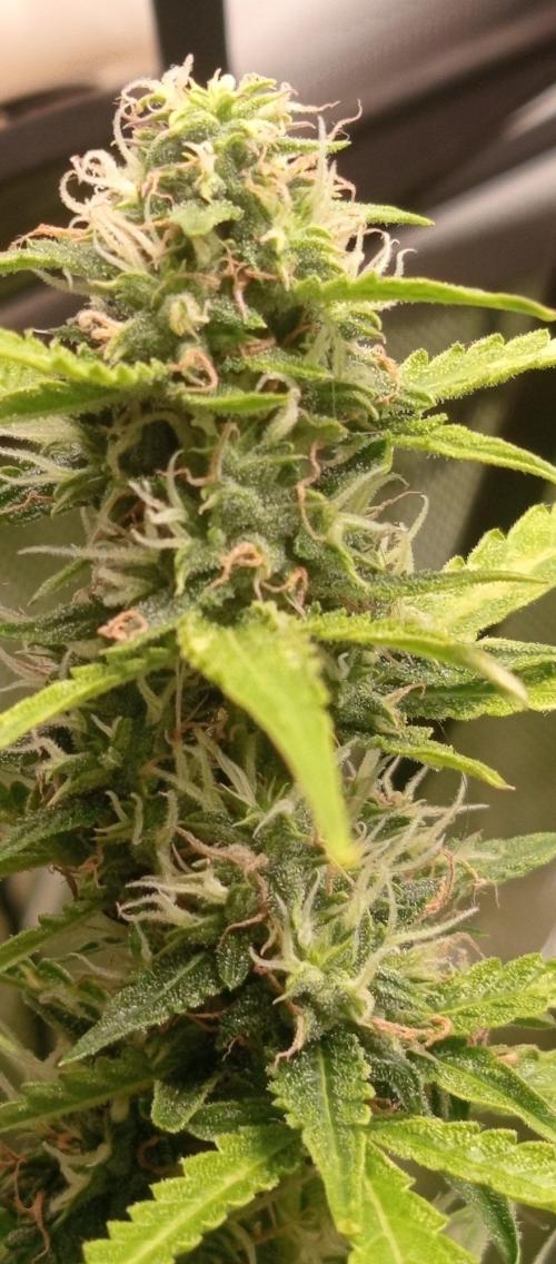 First Indoor Grow. Week 11 - First wave of pistils starting to wither and turn orange in the middle.