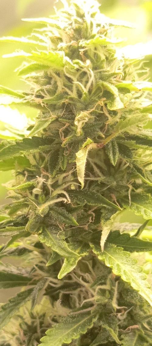 First Indoor Grow. Week 11 - New fan mod on the tent frame! Direct airflow blasting the fabric growbags for s