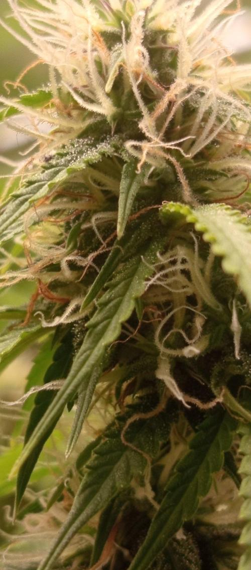 First Indoor Grow. Week 11 - Lemon Kix showing its wild sativa traits, skinny leaves and huge pistil bursts.