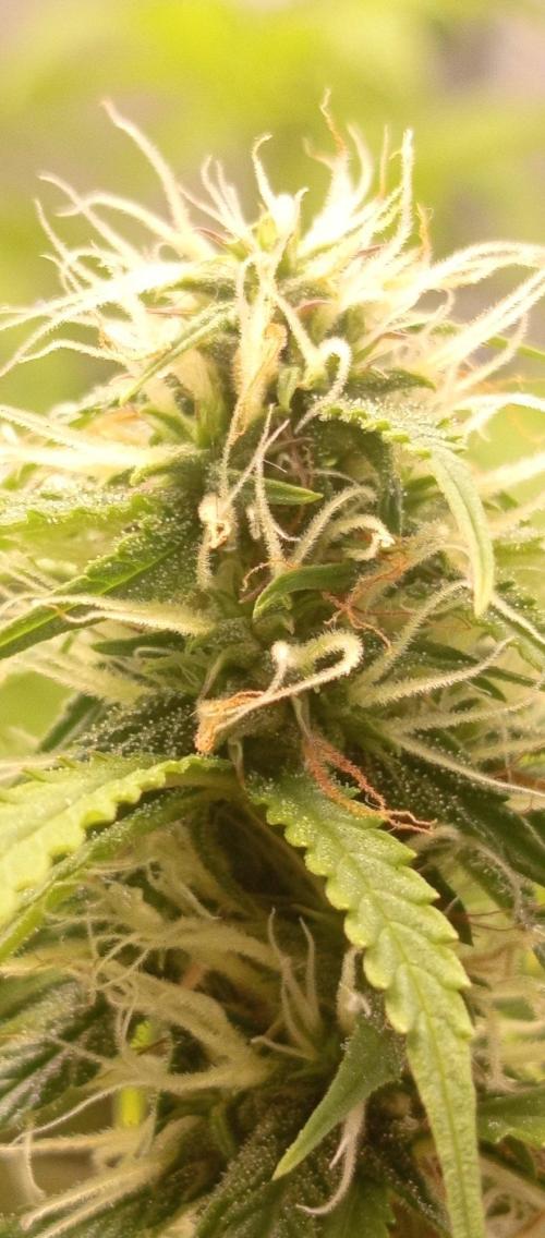First Indoor Grow. Week 11 - Extreme resin coating on the Lemon phenotype, terpene powerhouse!