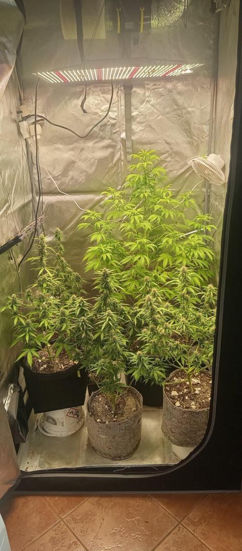 First Indoor Grow. Week 11 - "Full tent shot showing the beautiful canopy layout and great plant health. Fabr