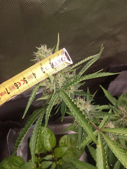 First Indoor Grow. Week 12 - Auto Ultimate