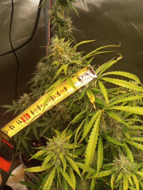 First Indoor Grow. Week 12 - Auto Ultimate