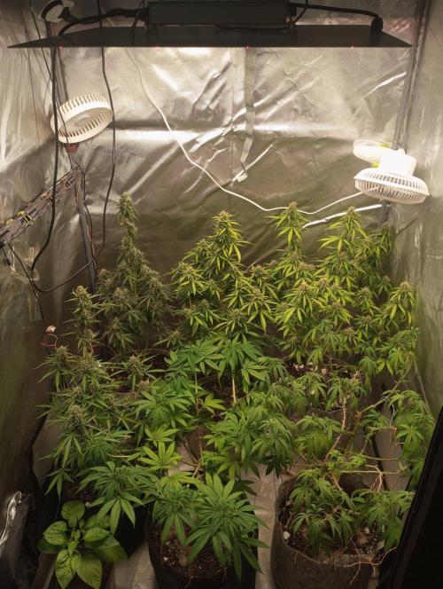 First Indoor Grow. Week 12 - The automatics (Auto Ultimate and Auto Lemon Kix) are in the final weeks of flow