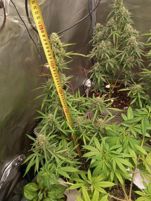 First Indoor Grow. Week 12 - Auto Ultimate