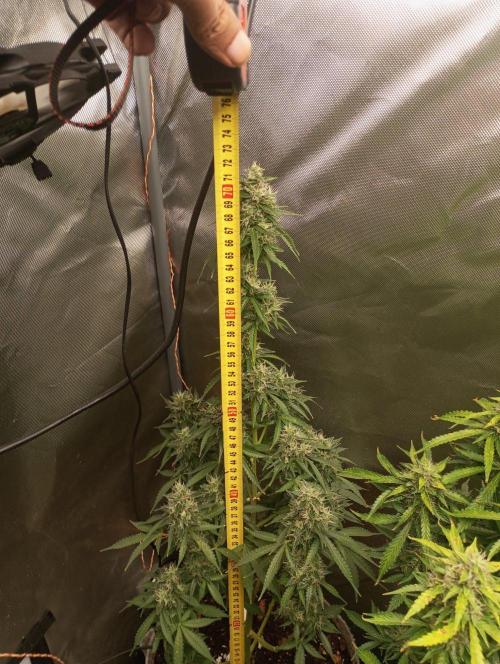 First Indoor Grow. Week 12 - Auto Ultimate