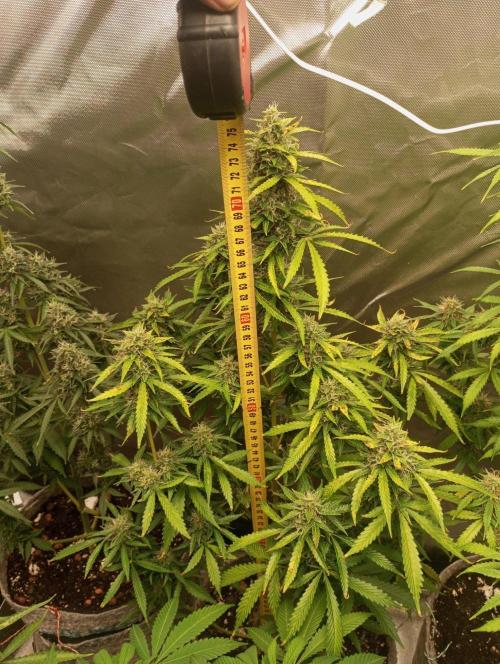 First Indoor Grow. Week 12 - Auto Ultimate