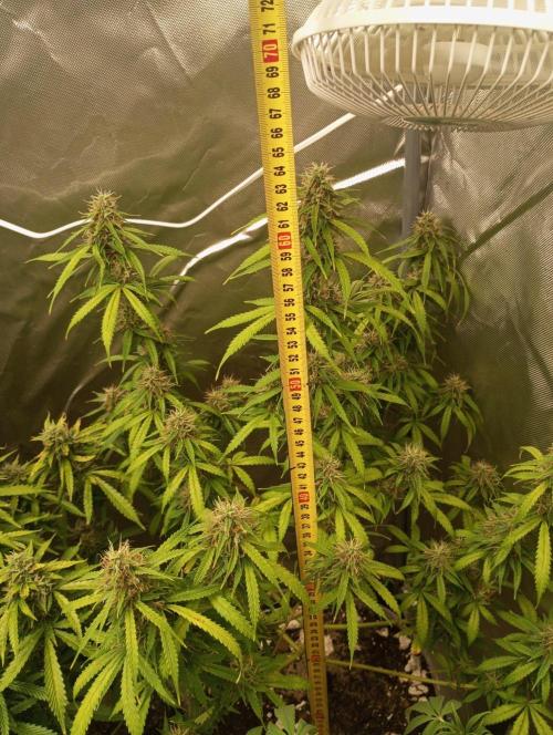 First Indoor Grow. Week 12 - Auto Lemon Kix