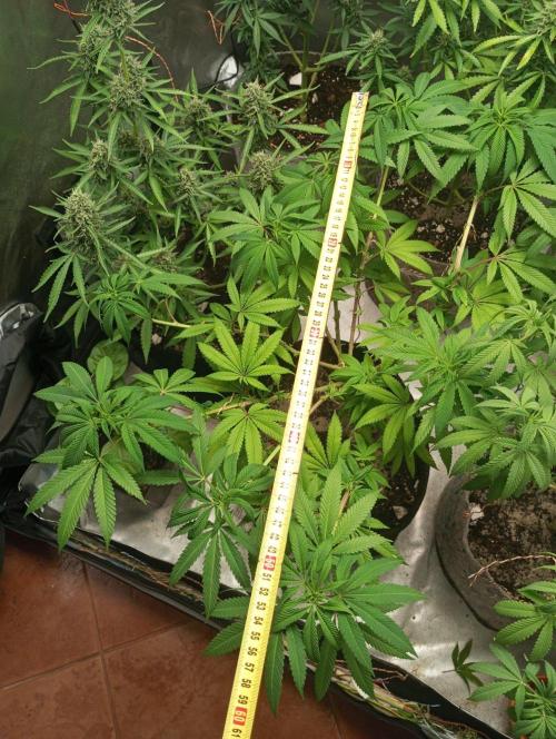 First Indoor Grow. Week 12 - Big Bu