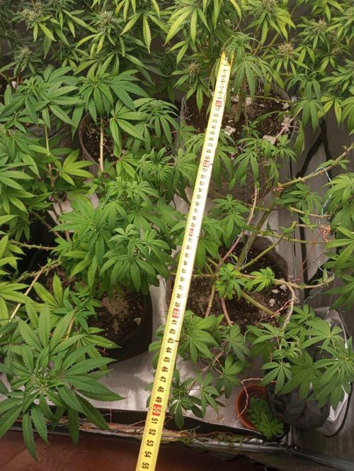 First Indoor Grow. Week 12 - Runtz X Layer Cake