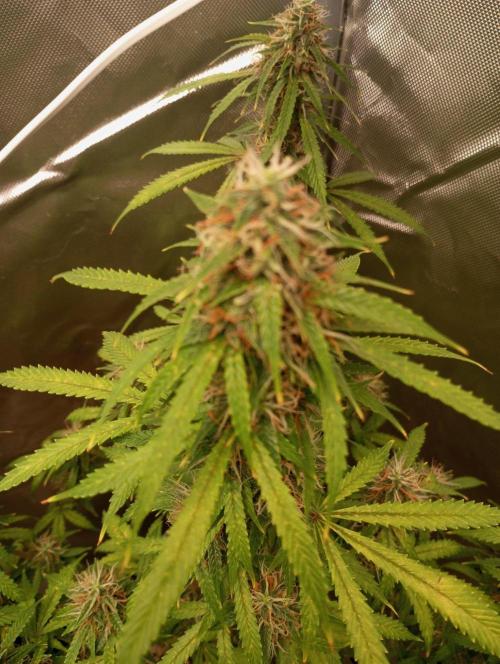 First Indoor Grow. Week 13 - Auto Lemon Kix