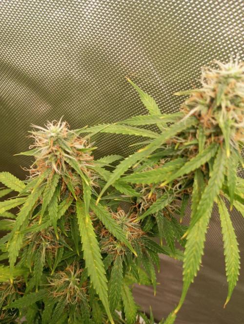 First Indoor Grow. Week 13 - Auto Lemon Kix