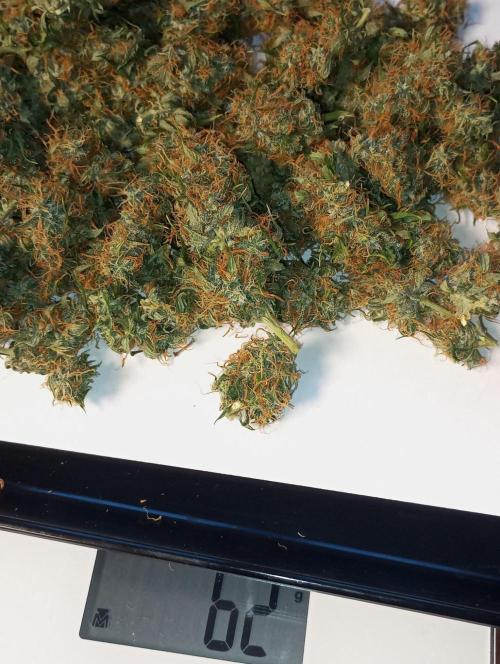 First Indoor Grow. Week 13 - Auto Lemon Kix