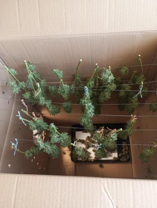 First Indoor Grow. Week 13 - Auto Ultimate
