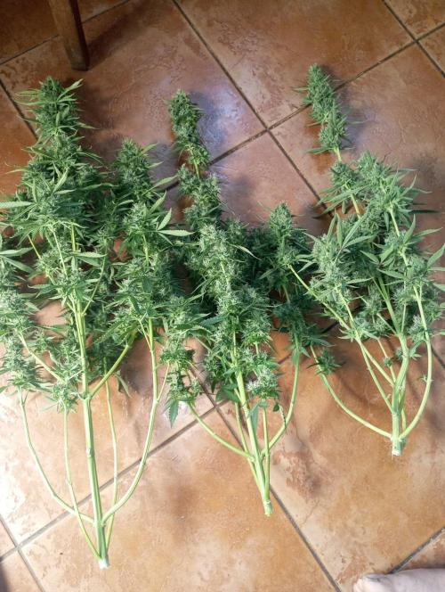 First Indoor Grow. Week 13 - Auto Ultimate
