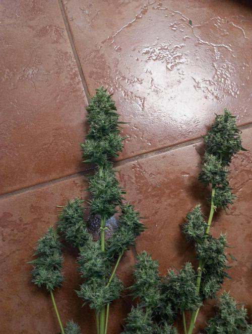 First Indoor Grow. Week 13 - Auto Ultimate