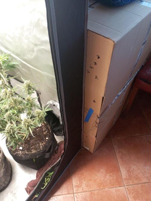 First Indoor Grow. Week 13 - Hanging and drying inside the big box with an active exhaust system connected to