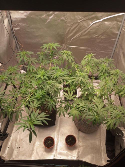 First Indoor Grow. Week 13 - Runtz x Layer Cake. Big Bud.