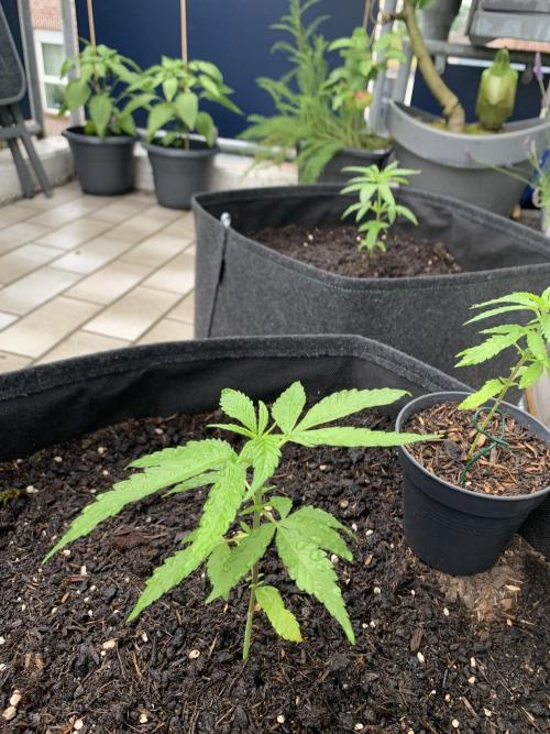 Durban. Week 4