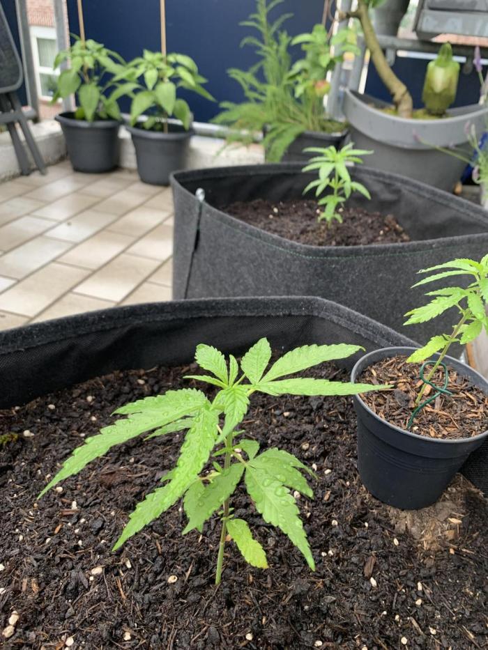 Big Durban - Germany. Week 5