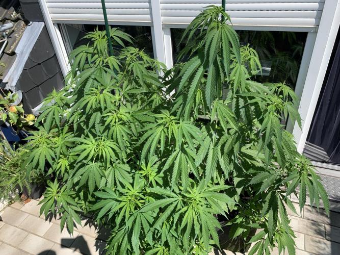 Big Durban - Germany. Week 9