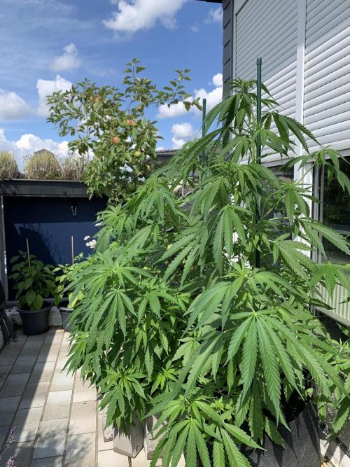 Big Durban - Germany. Week 9