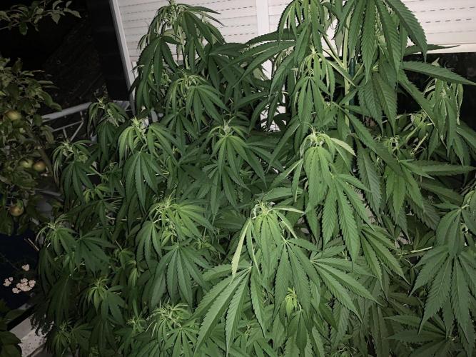 Big Durban - Germany. Week 10