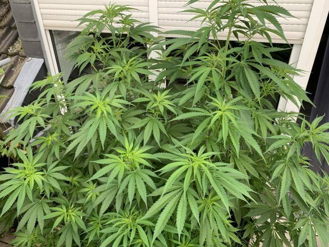 Big Durban - Germany. Week 10