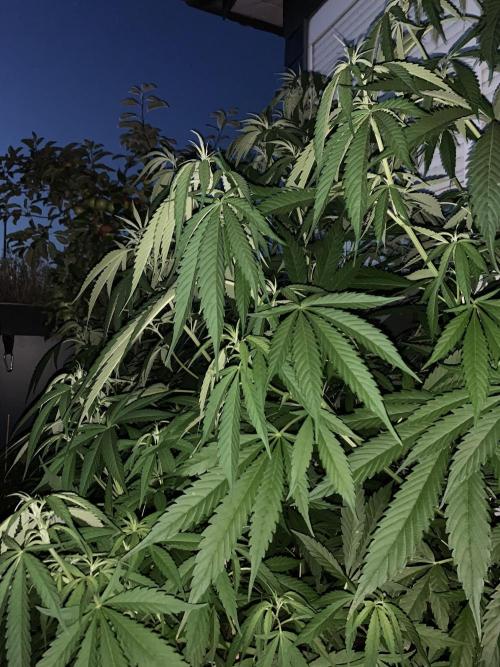 Big Durban - Germany. Week 10