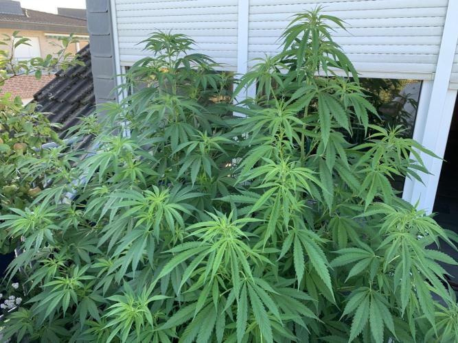Big Durban - Germany. Week 11