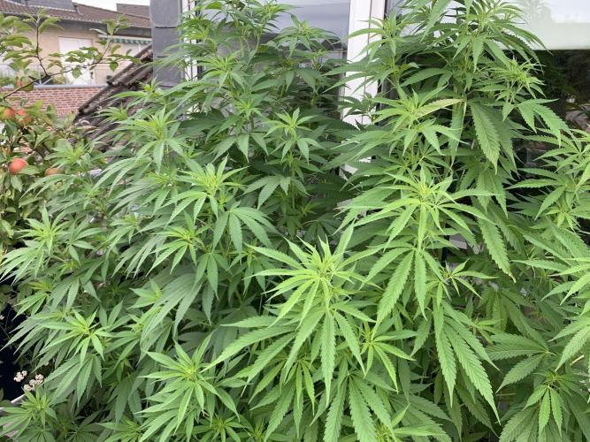 Big Durban - Germany. Week 11