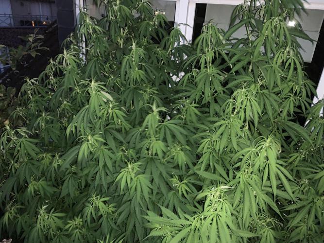 Big Durban - Germany. Week 12