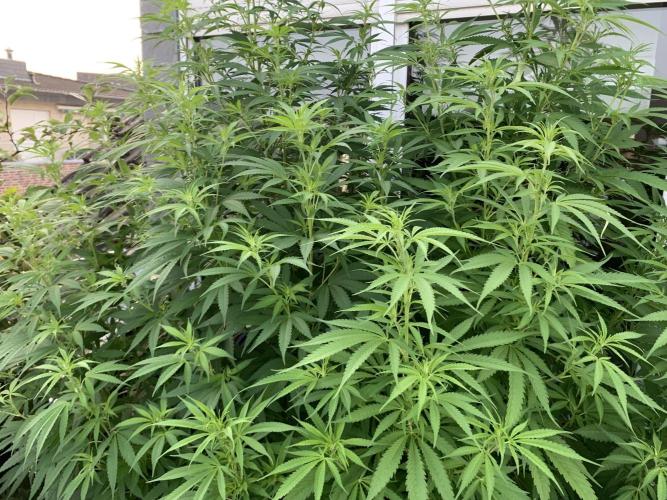 Big Durban - Germany. Week 12