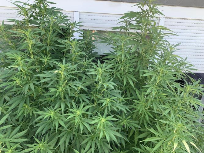 Big Durban - Germany. Week 13