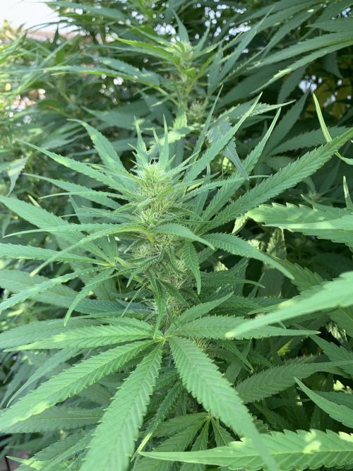 Durban. Week 14