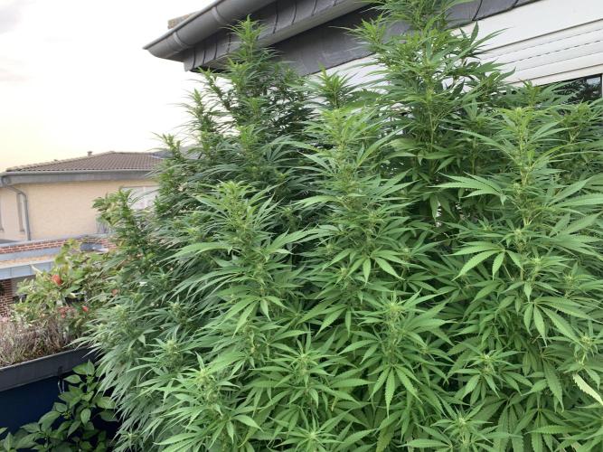 Durban. Week 14