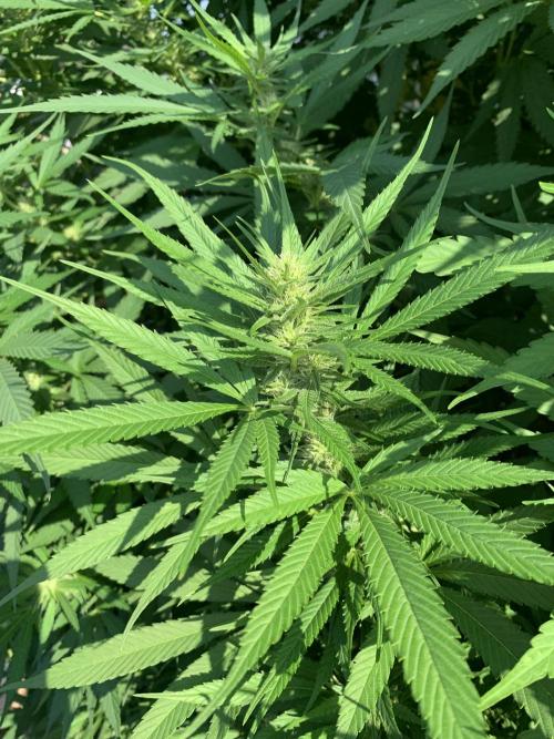 Big Durban - Germany. Week 14