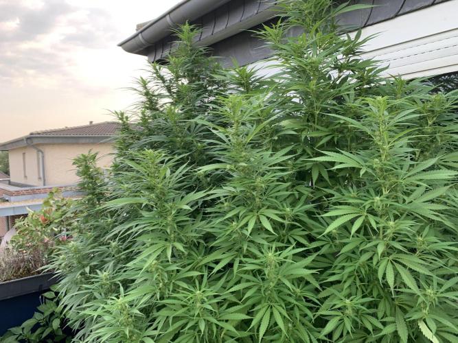 Big Durban - Germany. Week 14