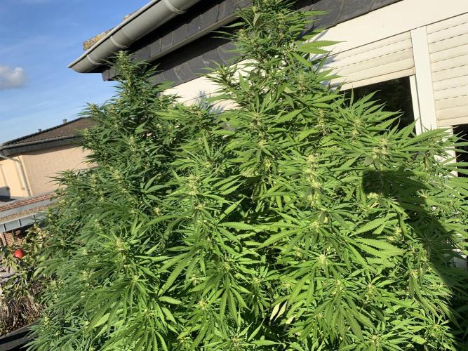 Big Durban - Germany. Week 15