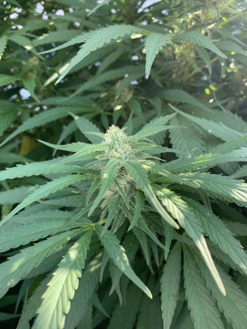 Big Durban - Germany. Week 15