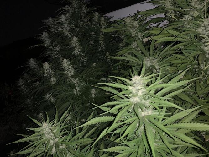 Big Durban - Germany. Week 16