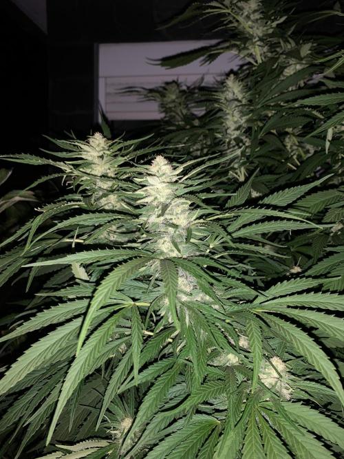 Big Durban - Germany. Week 16
