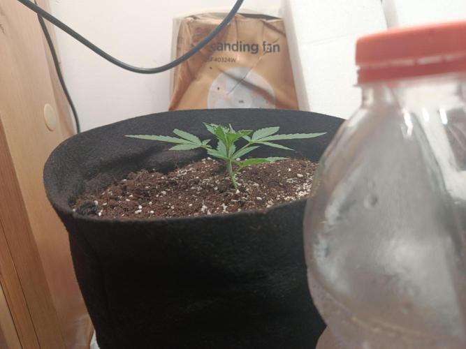 La supersiste. Week 3