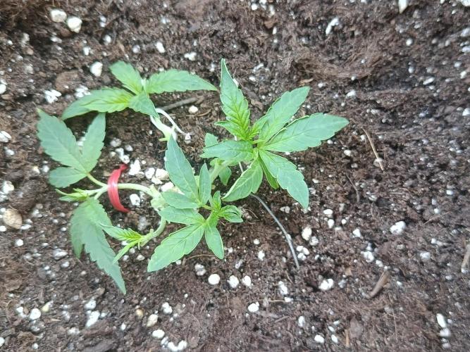 Special Queen Auto 1. Week 4