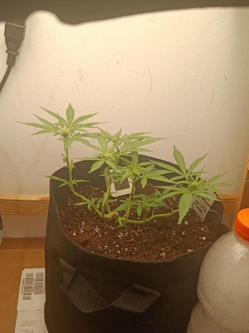 Special Queen Auto 1. Week 7